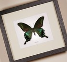 Alpine Black Swallowtail    Papilio Maackii    Real Framed Butterfly