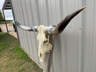 Longhorn Steer Skull 4 Feet 5 Inch Wide Polished Horns Bull Horn Cow Head