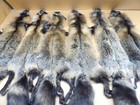 Tanned  1 Alaskan Cross Fox Hides Top Lot furs taxidermy crafts freshly Tanned