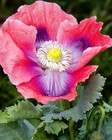 1 500 The Giant - Giganteum P  Somniferum Poppy Seeds -huge Pink purple Blooms 