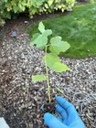 Pakistan Long Mulberry Trees - Live Plant     Morus Macroura- 2 Plant Special