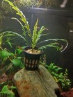 Hygrophila Pinnatifida Potted - Aquarium Plant  buy 2 Get 1 Free  Free Shipping 