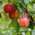 Galla Apple Grafted Fruit Tree In Quart Pot