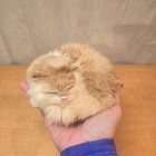 Realistic Lifelike Sleeping Cat Kitten Kitty Furry White   Buff Bicolor Soft 5 