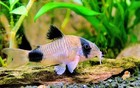6 Panda Cories -  cuteness Overload  With 2-day Shipping Included