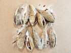 Common Milkweed Pods  pkg Of 10 Pods   Help Save Monarch Butterflies 