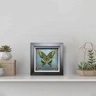 Taxidermy Butterfly Shadow Box Collection  Taxidermy Framed Real Butterfly Ta   