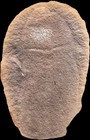 Mazon Creek Fossil Tully Monster    Rare Famous Illinois Fossil    True Beauty 