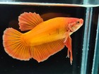 Live Betta Fish Giant Bigsize Super Orange Hmpk Male Real Picture