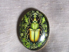 Xl Glass Picture Button  -- Realistic Green   Yellow Beetle Bug On Foilage