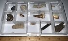 Labeled 12 Real Fossil Lot Collection Spinosaur Dinosaur  Ice Age  Shark Tooth 