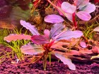 Bucephalandra Brownie Red- Live Aquatic Plants -freshwater Buce Shrimp Fish Tank