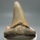 Purple Algae 2 91  Carcharocles Auriculatus Shark Tooth- Santa Fe River  Fl