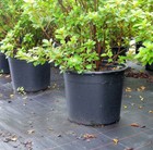 1 2 3 5 7 10 15 20 Gallon Plastic Nursery Pots Garden Plant Flower Pot
