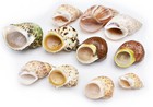 11 Changing Shell Set Medium Size Select Turbo   Land Snail Shells
