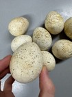 Set Of 8 Empty Blown Speckled   Spotted Wild Turkey Eggs - One Is Cracked 