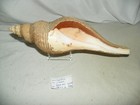 Hemifusus Colosseus   Huge  