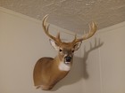 11 Point Whitetail Deer Shoulder Mount  Fantastic Condition  Guaranteed  Clean  