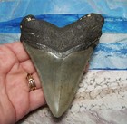 Megalodon Shark Tooth 4  Sharks Teeth Big Jaw Fossil Real Megladon Classic Color