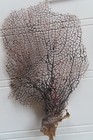 2 - Natural Sea Fan - Coral - Sea Whip - Free Shipping  5 X 3  5 5 X 4 Inches