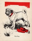 1940 Antique Pug Print Vintage Diana Thorne Pug Illustration 6466b