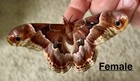 Live - Promethea Silk Moth Cocoons -  15ea 