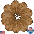 Sungrow Leaf Litter For Snakes  10 Pcs Medium Indian Almond Catappa Leaves Su