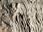 Wow Big   430 Million Year Old  Crinoid Fossil Or Sea Lily Fossil Morocco 1801gr
