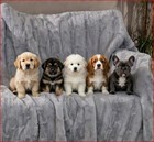 Brentwoof Waterproof Pet Blanket Dog Blanket 60x70  Furniture Protector New