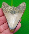 3 02      Xl - Megalodon Shark Tooth Necklace Real Fossil -  Sterling Silver Bale