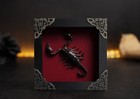 Real Scorpion Taxidermy Framed Art Burgundy Curiosity Cabinet Specimen Decor