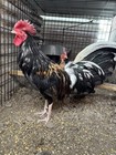 8 Brass Back Butchers Hatching Eggs American Gamefowl   Poultry  Chicken