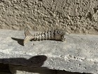 Vintage Articulated Fish Bottle Opener Sterling Silver Mexico Stamped