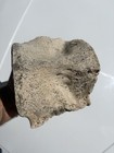 Fossil Leviathan Backbone Partial Vertebra Fossil Megalodon Era