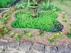 8 Bunches Parrot Feather Plants Aquarium Pond Aquascaping Planted Tank Free Ship
