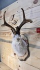 Authentic Jackalope Taxidermy Mount     Original Wyoming Folk Art     Lodge Decor
