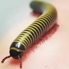 40 Live Millipedes Bumblebee Anadenobolus Monilicornis   Scarlet Trigoniulus