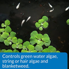 Api Pond Algaefix Algae Control Solution 8 Oz  Bottle