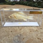 1 Pcs Taxidermy Fish Skull Specimen Real  Collection Teaching Model