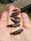 7 Beautiful High Quality Raccoon And Opossum Canine Teeth Florida Ice Age Fossil
