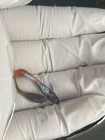 6 Male 4 Female Fancy Guppy Live Freshwater Aquarium Fish   10 Fish 