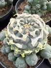Succulent Plant Cactus Lw  Multi Heads Home Garden Beautiful Pot 5-7cm