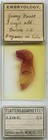 Antique Microscope Slide By Flatters   Garnett - Whole Young Mouse
