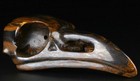 5 0    Tiger Iron Eye Carved Crystal Raven Skull  Realistic  Crystal Healing