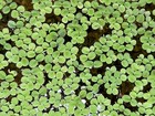 Buy2get2free   2 Floating Plants Combo Amazon Frogbit   Salvinia Minima Aquarium