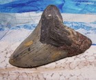 Megalodon Shark Tooth 4 1 8  Sharks Teeth Big Jaw Fossil Real Megladon Serrated