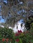 Spanish Moss 5 10 20 Gallon Halloween Fall Autumn Spooky Decor Garland Holiday