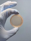 Prepoured Sterile Mea Agar Petri Dishes 60mm X 15mm  15ct  Plus Sterile Swabs 