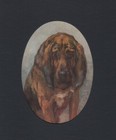 Vintage 1934 Bloodhound Print - Custom Matted - Dog Art Print - Ready To Gift