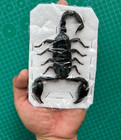 Real Dried Scorpion Preserved Insect Taxidermy Specimen For Oddities Collection